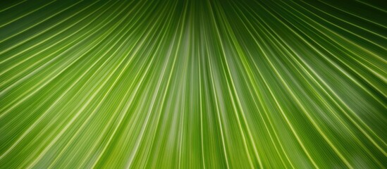 Fototapete - Large dark green banana leaf texture with detailed rib patterns showcasing a tropical foliage background in soft gradient lighting.