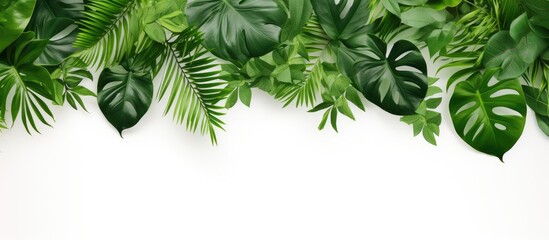 Poster - Lush tropical leaves border against a clean white background, featuring various shades of green, creating a fresh and vibrant atmosphere.