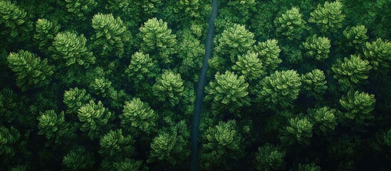 Poster - Lush green foliage densely packed in an aerial view with varying shades of green creating a textured natural pattern in a serene landscape.