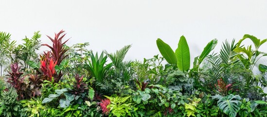 Aufkleber - Vibrant tropical plants with lush green and red foliage against a bright white backdrop creating a striking contrast in a fresh clean setting.