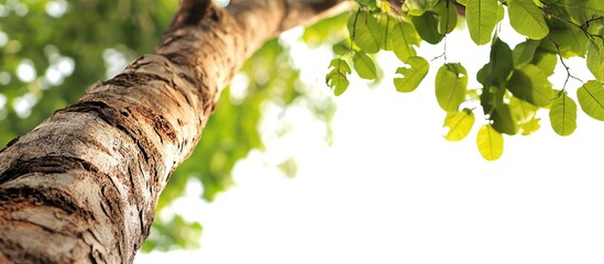 Poster - Close-up view of a tall tree trunk with textured bark and vibrant green leaves against a bright white background, ideal for architectural design.