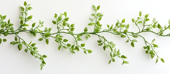 Poster - Twisted green vines of Tiliacora triandra with delicate leaves against a clean white background, showcasing intricate climbing patterns and textures