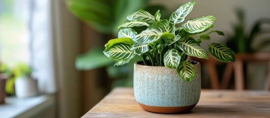 Poster - Variegated Prayer Plant in a textured light blue ceramic pot on a wooden table with green leaves and a softly lit background showcasing natural decor
