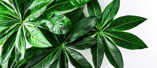 Aufkleber - Vibrant green tropical cassava leaves arranged atop a bright white background showcasing their lush textures and bold shapes for a fresh aesthetic.