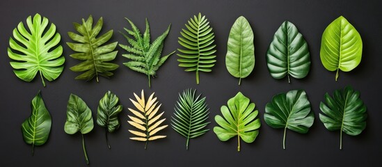 Fototapete - Variety of lush green tropical leaves arranged in a horizontal line on a dark textured background showcasing diverse shapes and sizes.