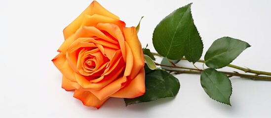 Fototapete - Vibrant orange rose on a white background with green leaves positioned to the left, featuring ample empty space for text or graphics.