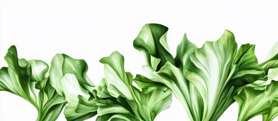 Poster - Vibrant green lettuce leaves with intricate textures arranged horizontally against a clean white background for fresh produce concepts.