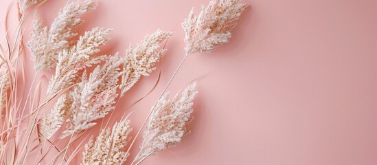 Poster - Delicate dried flowers in soft beige tones arranged on a pale pink background creating an elegant and serene composition for decor inspiration.