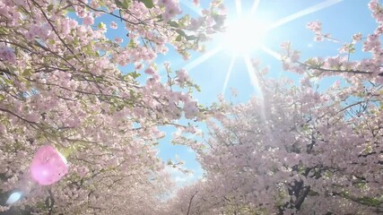 Wall Mural - Delicate cherry blossoms blooming golden spring sunlight swaying gently breeze captured stunning slow motion high definition video footage