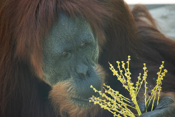 Wall Mural - Orangutans are the largest arboreal mammal, spending most of their time in trees. Long, powerful arms and grasping hands and feet allow them to move through the branches.