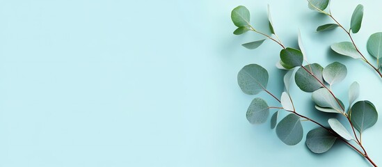 Poster - Eucalyptus branch on light blue background minimalist flat lay design ideal for eco cosmetics copy space positioned on the right side