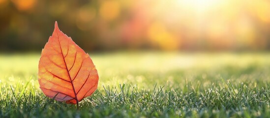 Aufkleber - Bright orange autumn leaf resting on lush green grass with soft sunlight in the background creating a warm atmosphere and blurred bokeh effect