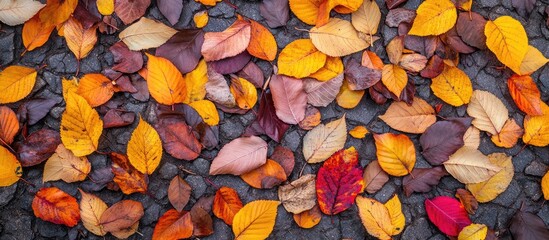 Aufkleber - Vibrant autumn leaves in shades of yellow orange red and purple scattered on a textured dark surface creating a warm seasonal backdrop