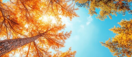 Aufkleber - Golden autumn larch trees with vibrant orange needles frame a clear blue sky, viewed from below, showcasing warm colors against cool tones.