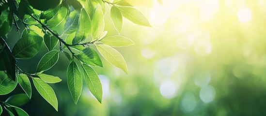 Leinwandbilder - Soft green tropical leaves with sunlight filtering through, creating a calm atmosphere and natural bokeh effect in a summer setting.