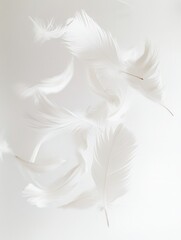 Leinwandbilder - Soft feathers float delicately against a bright white backdrop creating a serene and dreamlike atmosphere in high key photography