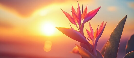 Poster - Vibrant birds of paradise flower with vivid pink and orange petals silhouetted against a warm sunset illuminating a tranquil sky in the background