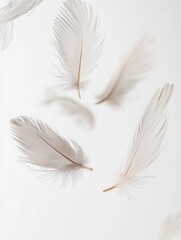 Leinwandbilder - Delicate white feathers gently floating in a dreamlike composition over a soft white background