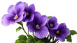 violet flower