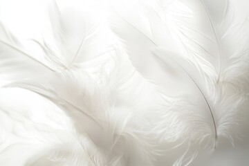 Leinwandbilder - Soft white feathers gently floating against a dreamlike high key background create a serene and tranquil atmosphere for contemplation