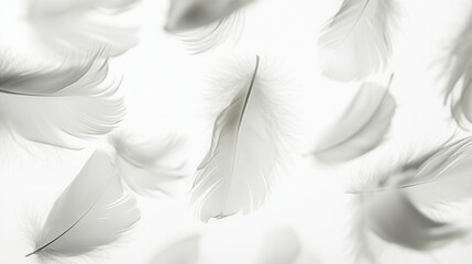 Leinwandbilder - Soft floating feathers create an ethereal atmosphere against a serene white background in a dreamlike composition