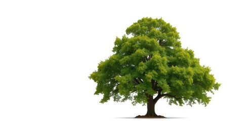 a lone, majestic tree stands against a stark white backdrop, trunk, ecology