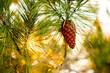 © Austockphoto - pine cone on tree and golden light