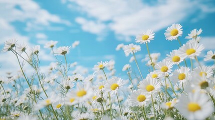 Wall Mural - daisies stretching toward a bright blue sky, summer wildflower scenery