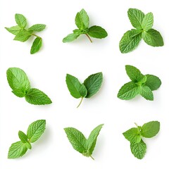 Poster - Artistic Arrangement of Fresh Mint Leaves on White for Clean Aesthetic Appeal : Generative AI