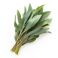 Aufkleber - Bundle of Green Eucalyptus Leaves on a White Background for Natural and Organic Themes : Generative AI
