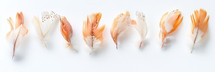 Leinwandbilder - Soft drifting feathers create a serene and dreamlike composition against a bright white background