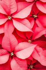 Aufkleber - Vibrant red poinsettia leaves create a festive atmosphere for Christmas celebrations in December