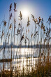 © foto-select - Hamburg, Germany. Reed (Phragmites australis) at the lake Alster in winter.