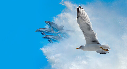 Poster - Group of dolphins jumping up from the sea seagull in the background 
