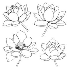 Poster - Four detailed sketches of lotus flowers showcasing different styles and arrangements with intricate petal designs in black and white