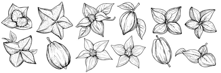 Poster - Detailed botanical illustration of various flowering plants and fruits in a monochrome style showcasing nature's beauty