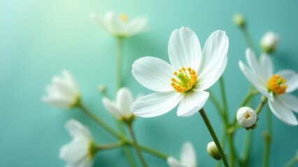 Poster - Delicate white flowers with yellow centers bloom against a soft turquoise backdrop. The gentle light accentuates the freshness of the petals creating a serene atmosphere. Copy space