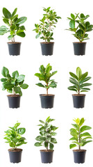 Poster - Diverse potted greenery displaying vibrant foliage in black containers, arranged neatly on pristine white surface