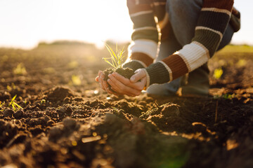 Fototapete - Farmer's hands holding a green young plant while standing in an agricultural field. Female agronomist checking the quality of the harvest at sunset. Gardening, agricultural concept.