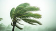 © romanets_v - Windblown palm tree in tropical storm with blurred background