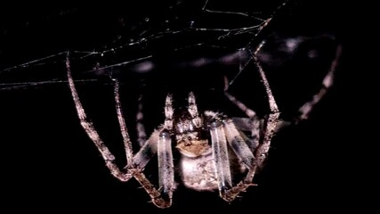 A large spider is crawling on its sticky web in the dark background.