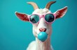 © miss irine - Portrait of goat blowing bubble gum, wearing pink sunglasses on blue background. Goart looks camera. Funny animal with cool hipster shades chews bubblegum. Positive emotions, joy and fun.