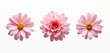 © miss irine - Three isolated pink daisy flowers. Spring blooming flower heads on transparent background. Floral design petals closeup for cards and romantic design. Beauty of nature. Decorative element.