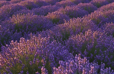 Aufkleber - Close-up View of Beautiful Lavender Blossoms Bathed in Soft Evening Light for a Tranquil Atmosphere : Generative AI