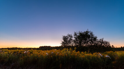Wall Mural - summer sky sunset over forest. nature, sky with clouds and trees.