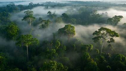 Poster - Breathtaking Aerial View of Lush Green Rainforest with Mystical Fog Rising Above Jungle Canopy : Generative AI