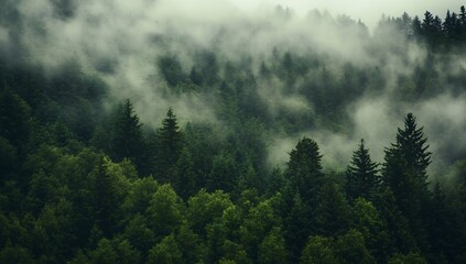 Poster - Enchanted forest scene with mist and lush greenery creating a magical and calm atmosphere : Generative AI