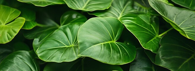 Poster - Lush green leaves beautifully lit creating a fresh natural environment full of vitality and energy : Generative AI