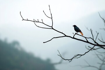 Poster - Lonely black bird with orange accents sitting on a bare branch against a misty background : Generative AI