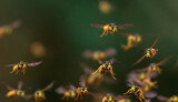 striped and dangerous insects wasps fly in a swarm in the garden on a green background